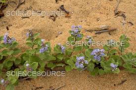 Image result for Vitex obovata