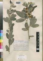 Image result for Macrotyloma densiflorum