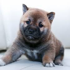 The large surge in shiba inu comes on the heels of dogecoin price falling sharply after elon musk hosted saturday night live. Shiba Inu Puppies For Sale Breeders In California