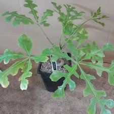 Image result for Cussonia natalensis