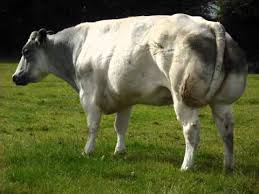 Belgian blueis a breed of beef cattle from belgium. Belgian Blue Youtube