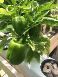 In a few words, pepper is a perennial plant, but growers, in most cases, treat it as an annual. How To Grow Sweet Hydroponic Bell Peppers Nosoilsolutions