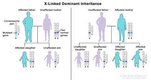 This includes physical characteristics such as hair and eye color, and also characteristics that may not be readily apparent, e.g. Definition Of X Linked Dominant Inheritance Nci Dictionary Of Genetics Terms National Cancer Institute