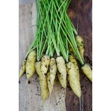 Carrots are best planted in the spring and fall. Amarillo Carrot 70 Days