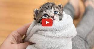 5 Ways To Comfort A Kitten We Love Cats And Kittens Newborn Kittens Kitten Kitten Care