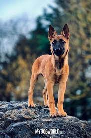 ( 8 wochen ) sie sind geimpft , gechipt und. Belgischer Schaferhund Malinois Welpe Malinois Puppy Cute Puppies Belgischer Schaferhund Malinois Hund Hunde