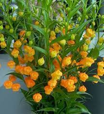 Sandersonia Beautiful Flowers Flowers Photography Plants