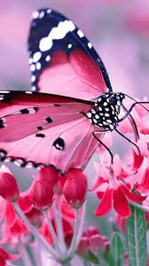 Find over 100+ of the best free pink aesthetic images. Pink Butterfly Phone Wallpapers Top Free Pink Butterfly Phone Backgrounds Wallpaperaccess