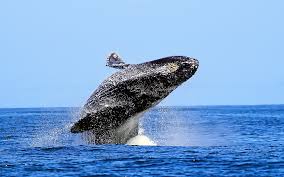 Looking for the best humpback wallpaper? Humpback Whale Wallpaper Hd Desktop Wallpapers 4k Hd