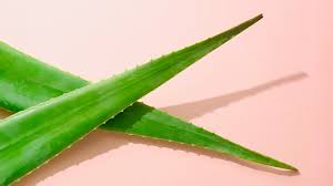 Aloe Vera: 8 Potential Health Benefits