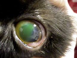Corneal Ulcers In Dogs And Cats Petpainrelieved Info Dog Eyes Dogs Eyes Problems Corneal Ulcer