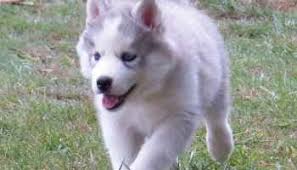 Page 1 contains siberian husky dogs for adoption listings in minnesota, usa. Husky Puppy For Sale Mn Petsidi