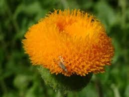 Image result for Crassocephalum vitellinum