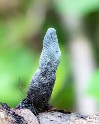 Image result for Xylaria polymorpha