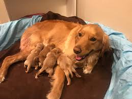 This is their second litter. Home Marley Luke Golden Retriever Litter