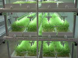 Microgreens In Nft Hydroponic System Hydroponic Gardening System Hydroponic Farming Hydroponics