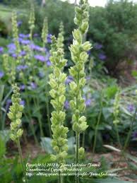 Image result for Heuchera cylindrica Greenfinch