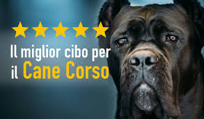 Tipologie di pettorine per cani. Migliore Pettorina Per Cani I Consigli Del Veterinario 2021