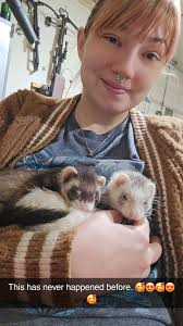 Cuddling ferrets are probably the cutest thing
