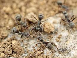 If you want a team in premium termite and pest control provides professional pest control services in long beach. Pros In Control Pest Services Best Bed Bug Extermination Berlin Nj