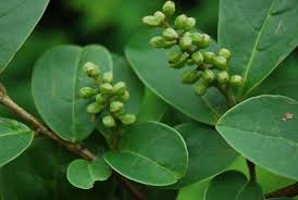 Image result for Antidesma