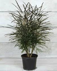 Image result for Plerandra