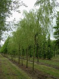 Image result for Salix babylonica
