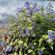 Image result for Caryopteris odorata