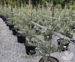 Durable and always low maintenance, the fruitless and pollenless swan hill olives® tree elevates the image of any landscape. Olea Europaea Tolley S Upright Tolley S Upright Olive Trees Speciality Trees