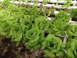 Hydroponics Cabbage Hydroponics Farm Garden
