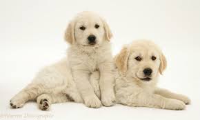 Deze kosten kunnen zo veel mogelijk beperkt worden door golden retrievers te halen bij de juiste erkende fokkers. Dogs Golden Retriever Pups Photo Wp12629
