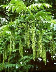 Noyer Du Caucase Pterocarya Fraxinifolia Le Jardin Du Pic Vert Arbustes A Fleurs Arbres Et Arbustes Jardinerie