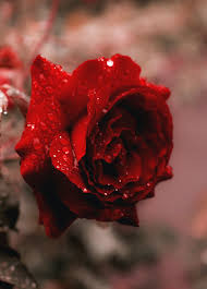 Beautiful flowers flower background flowers flower hd wallpaper nature. 3d Hd Roses Wallpapers Top Free 3d Hd Roses Backgrounds Wallpaperaccess