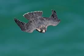 Its diving speed during flight is more than 300 km (186 miles) per hour, making it not only the world's fastest bird but also the world's fastest animal. Coming Soon To The Rijksmuseum Young Peregrine Falcons Dutchnews Nl