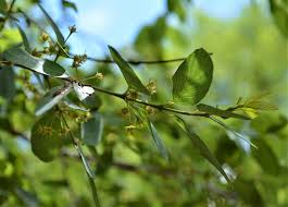 Image result for Berchemia zeyheri