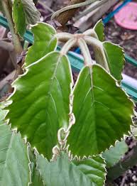 Image result for Meiostemon tetrandrus