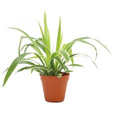 Image result for Chlorophytum stolzii