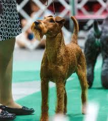 Westminster Dog Show Westminster Dog Show Irish Terrier Dog Show