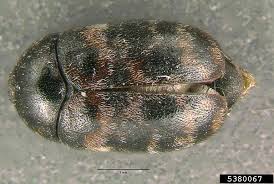 #joey bada$$ #black beetles #joey badass black beetles #black beatles #pro era #nyc #new york #new york city the guys put a beetle in with him so that he would have something to eat. Backyard Gardener Watch For Carpet Beetles March 27 2019