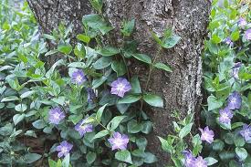 Image result for Vinca major