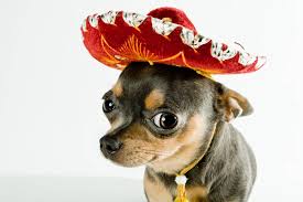 The best selection of royalty free mexico wallpaper vector art, graphics and stock illustrations. Free Download Cute Little Black Tan Chihuahua With His Red Sombrero Too Cute And 2122x1415 For Your Desktop Mobile Tablet Explore 48 Mexican Girl Wallpaper Cool Mexico Wallpaper Mexican