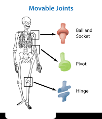 They are immovable, partially mobile, and the the structure of the human joints is not simple and is divided into such basic elements as cavity, capsule, surface, synovial fluid, cartilaginous tissue. The Skeletal System Read User Generated Content Ck 12 Foundation