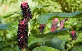 Do you have pokeweed in your garden? How To Get Rid Of Pokeweed 5 Quick Strategies