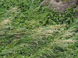 Image result for Bromus catharticus