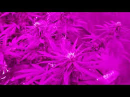 Upon plugging it in for the first. Bestva 2000w Led Grow Light Pictures Specs And Opinions