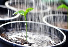 Who in the world is going to water the plants?! Watering Potted Plants Planet Natural