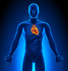 Von dieser kapsel ziehen zahlreiche gewebsbalken (trabekel) in das innere des organs. Chinesische Organuhr Jedes Organ Hat Seine Zeit