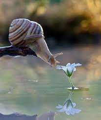 Amazing Close Up Photos Of Snails Nature Animals Animals Beautiful Funny Animals