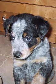 Pin By Barb Benton Martin On Misc Heeler Puppies Blue Heeler Puppies Baby Dogs