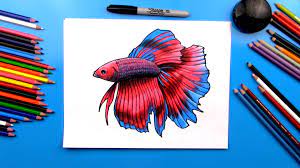 If an object is added to the plan view it will appear in both the plan and 3d views, but can be customized for each view if needed. How To Draw A Realistic Betta Fish Art For Kids Hub